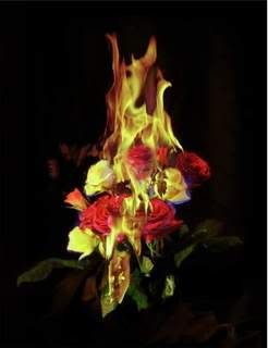 burning flowers Pictures, Images and Photos