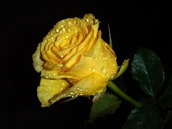 wet rose photo: rose 17406488s9p.jpg