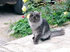 Photobucket - Video and Image Hosting