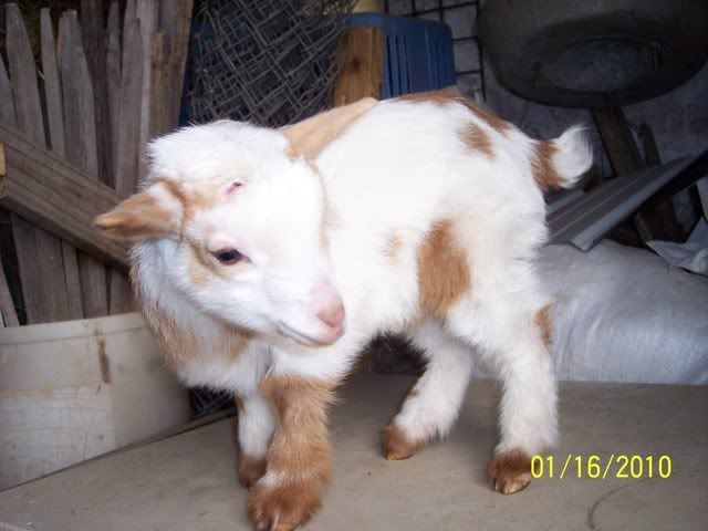 Planning to bred Mini Nubians, Kinders: no market for Nubians - Goats