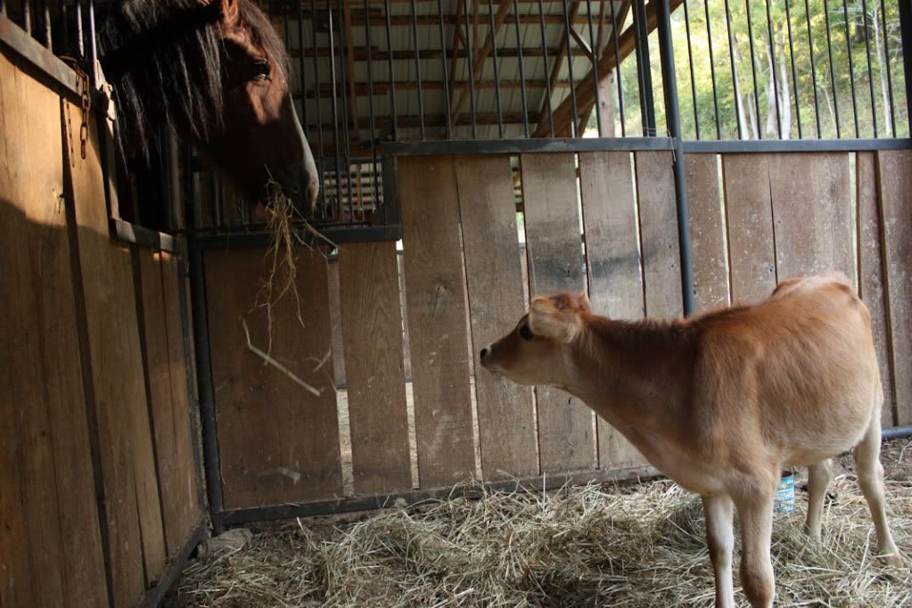 Calves, horses and kids - Cattle
