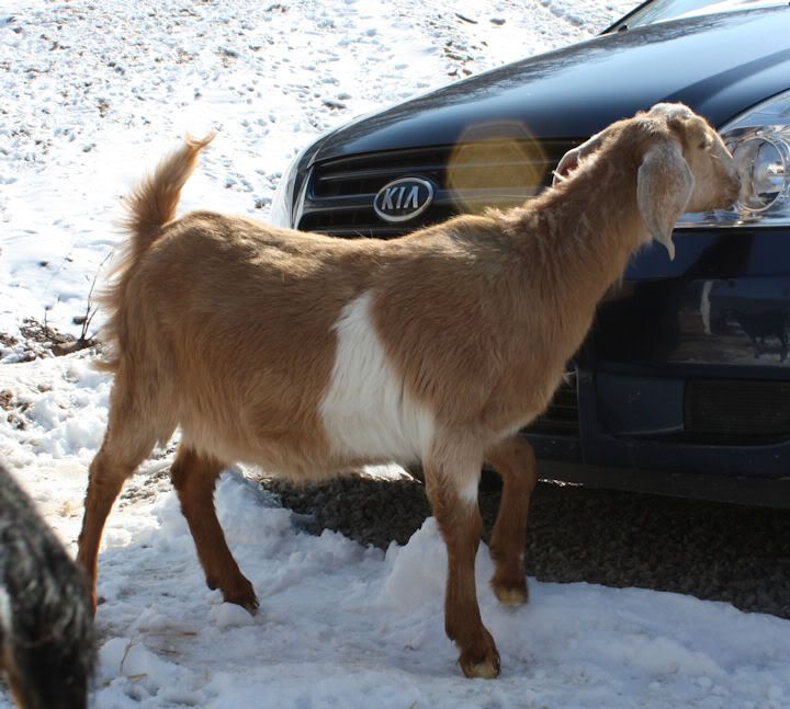 Tons of goat photos and isn't this a large udder for a Pymgy? - Goats