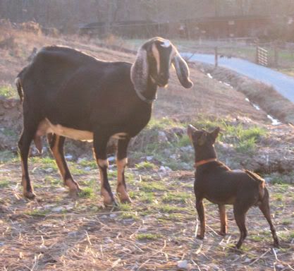 For those that recall - update on doe with mastitis & tail issue - Goats