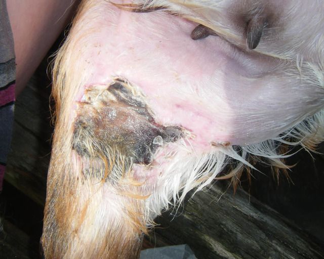 Update on dog bite injury - Goats