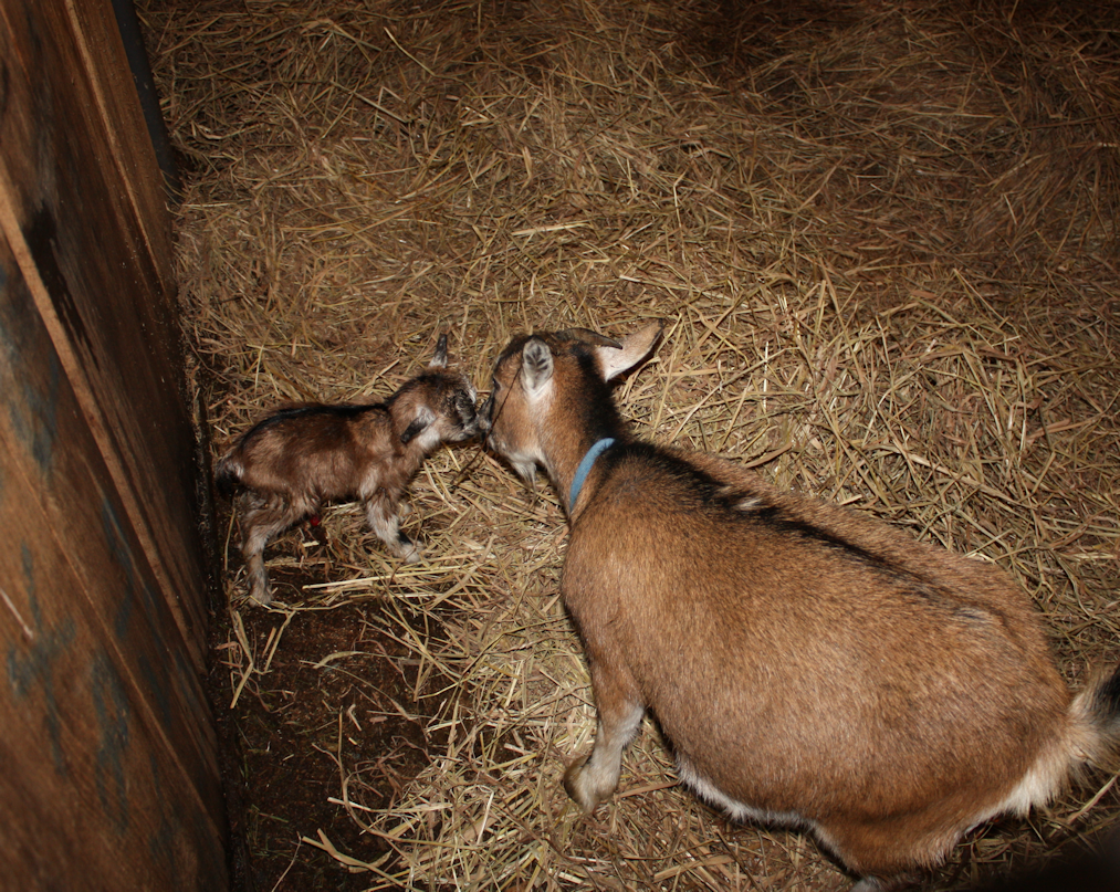 New doeling born today - Goats