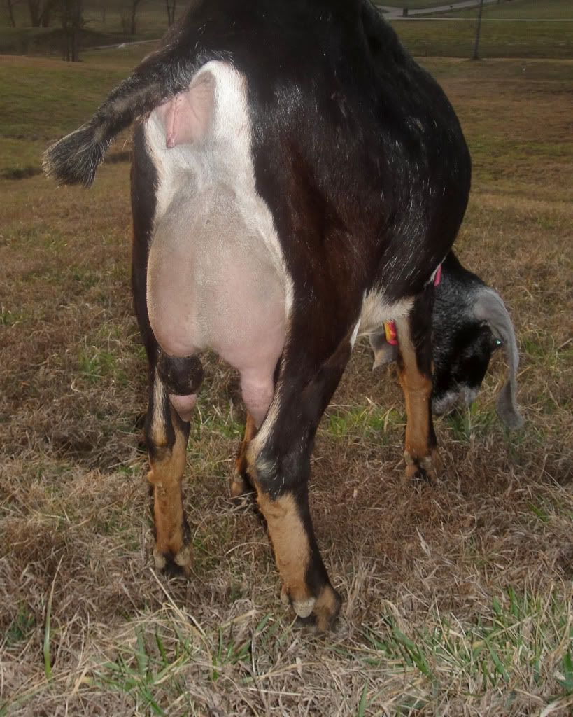 Teat injury UPDATE - Goats