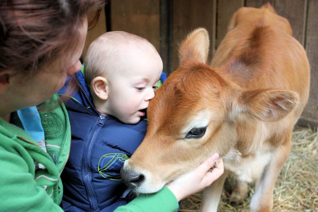 Calves, horses and kids - Cattle