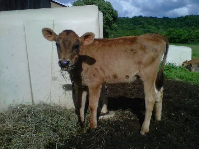 3/4 Jersey 1/4 Dutch Belted heifer in Ohio - Cattle