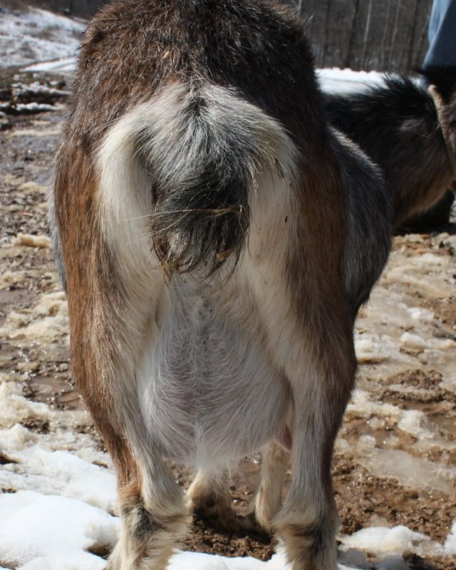 Tons of goat photos and isn't this a large udder for a Pymgy? - Goats