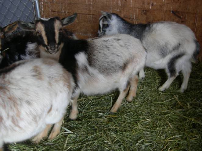 Am I REALLY to blame? ? ? :( - Goats