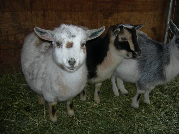 Am I REALLY to blame? ?  ? :( - Goats