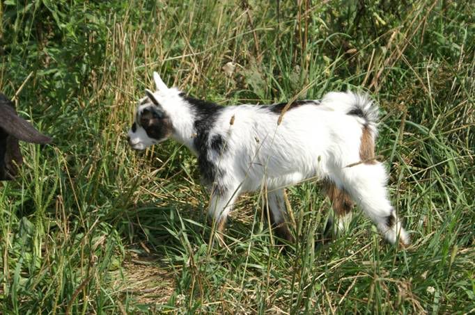 Am I REALLY to blame? ?  ? :( - Goats