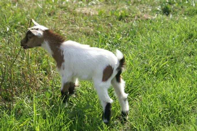 Am I REALLY to blame? ?  ? :( - Goats