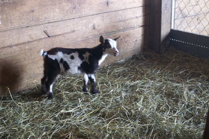 Am I REALLY to blame? ?  ? :( - Goats