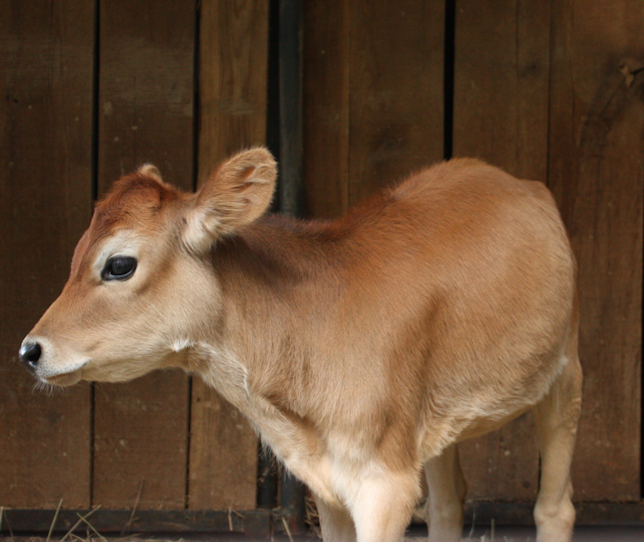 Calves, horses and kids - Cattle