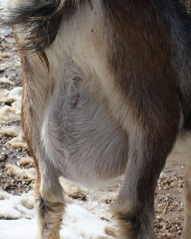 Tons of goat photos and isn't this a large udder for a Pymgy? - Goats