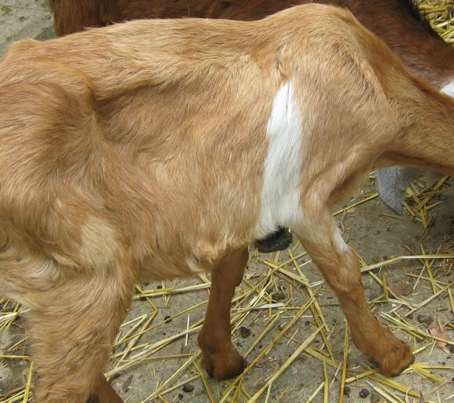 keep bottle feeding past 4 months ? - Goats