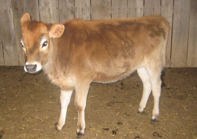 How is her weight? - Cattle