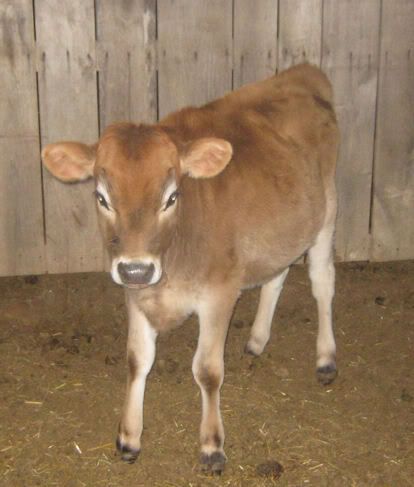 How is her weight? - Cattle