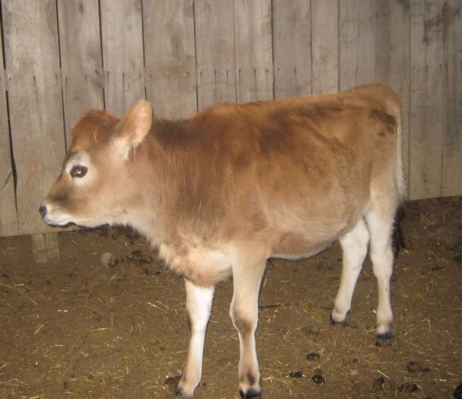 How is her weight? - Cattle