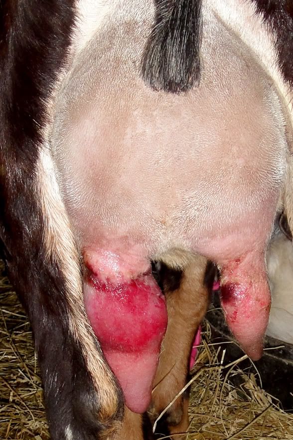 Teat injury UPDATE - Goats