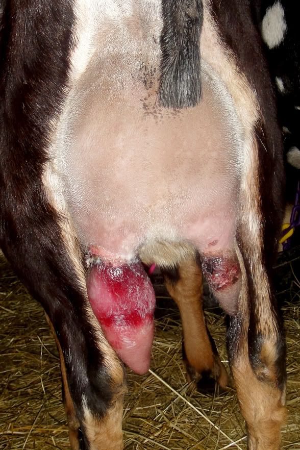 Teat injury UPDATE - Goats