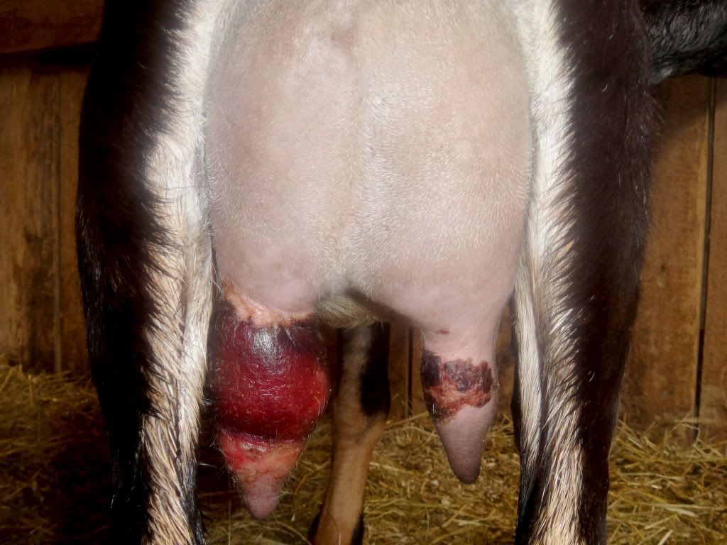 Teat injury UPDATE - Goats