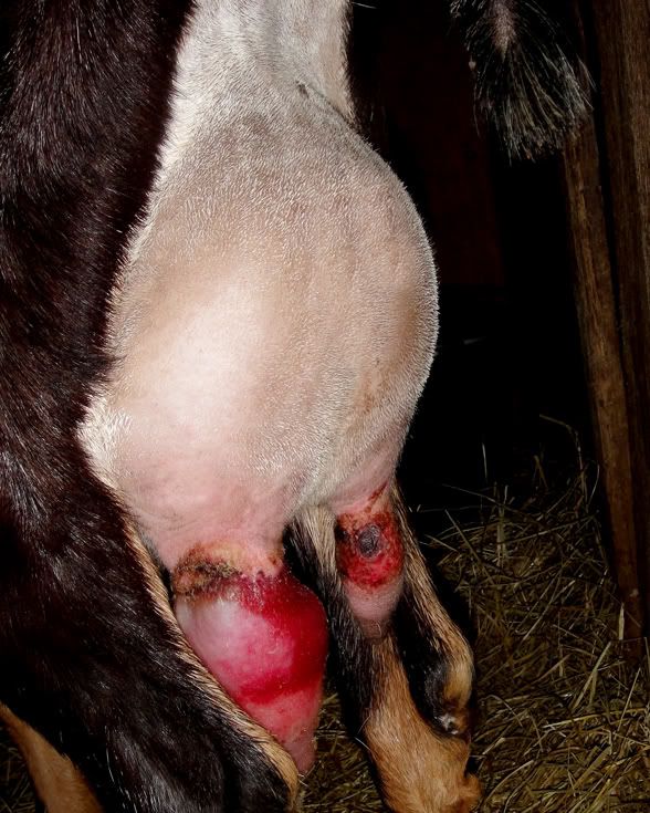 Teat injury UPDATE - Goats