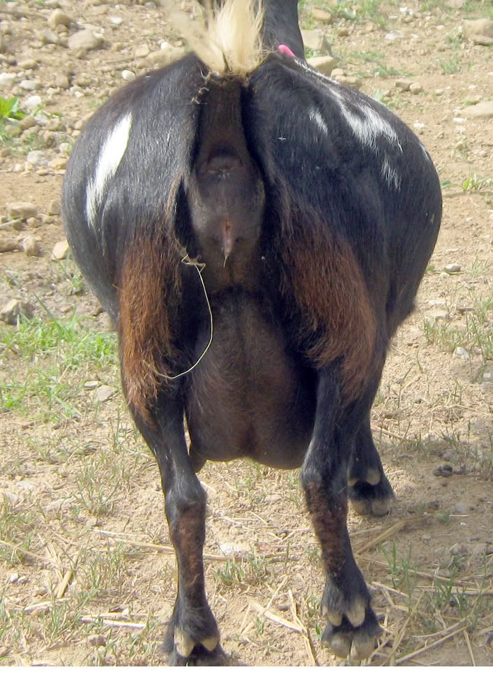 Labor? What the heck??? Photos - Goats