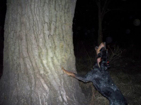 DenTree32809.jpg