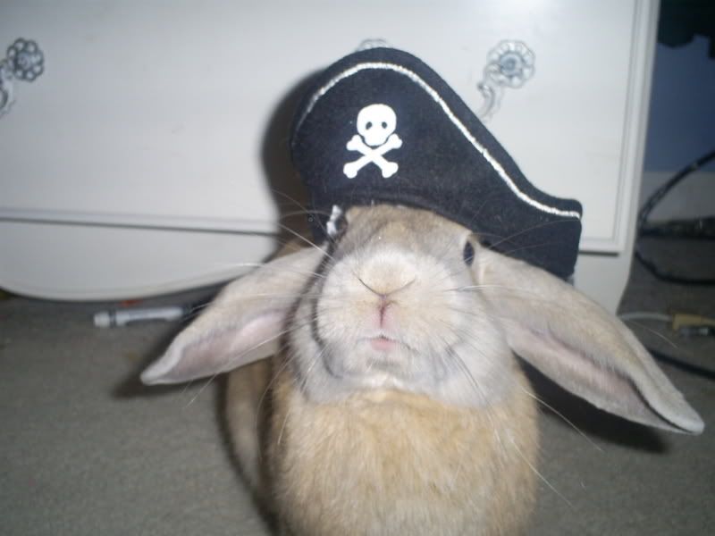 pirate bunny