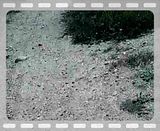 colt 45 video: colt 45 CLIP0202.mp4