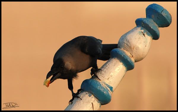 صـــور الأسبوع 2