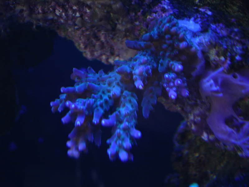 white polyps