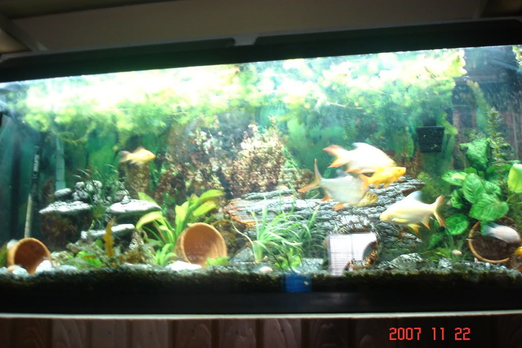 Operation OVERDRIVE (Wiring diagram Update 3-6) | Piranhas Forum