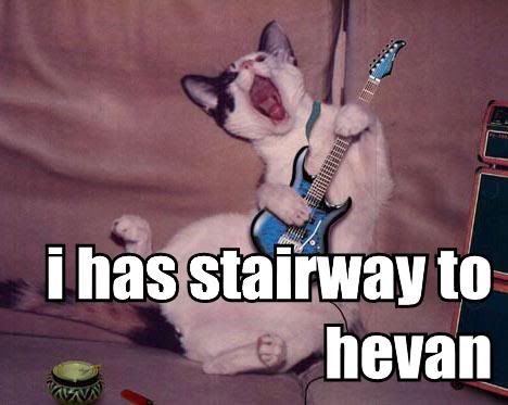 Cat In Heaven. Stairway to heaven Cat