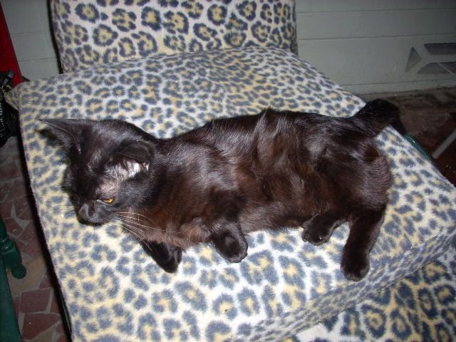 Cats003.jpg