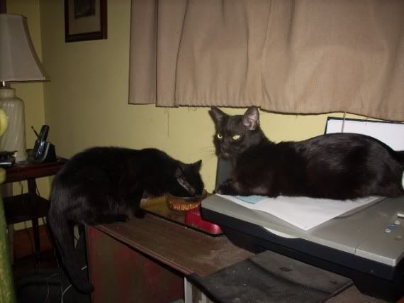 thecatsSammypatientlywaiting002.jpg