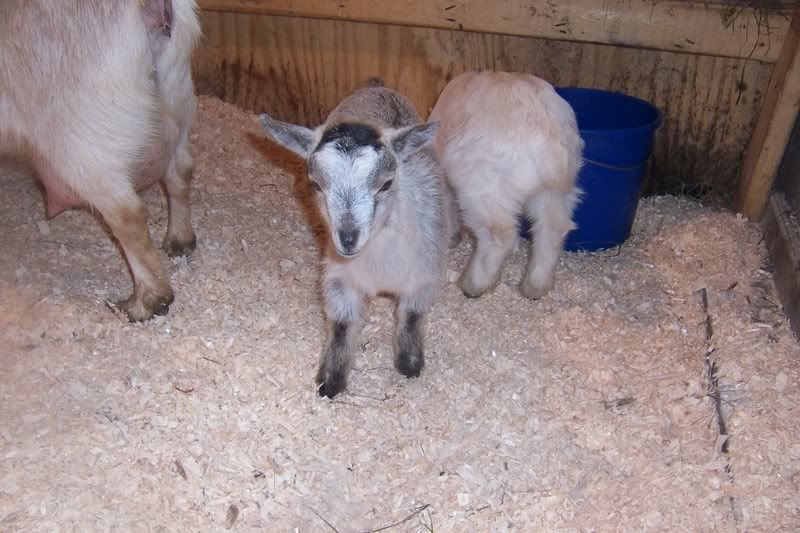 Try to beat this picture all!! - Goats