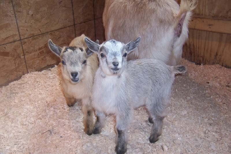 Try to beat this picture all!! - Goats