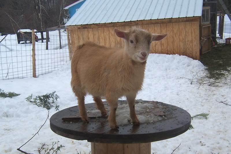 Very pregnant Nigie question - Goats