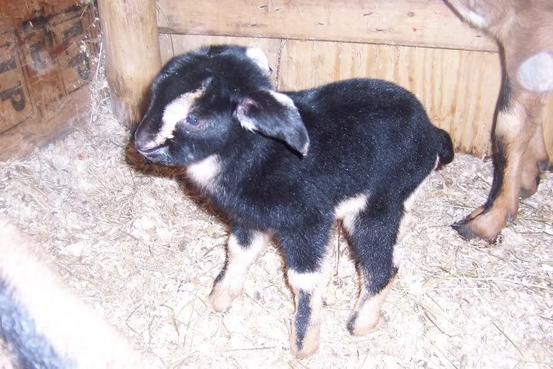Pictures of Esmerelda's triplets! - Goats