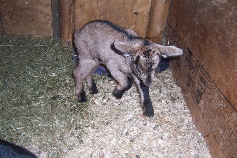 Pictures of Esmerelda's triplets! - Goats