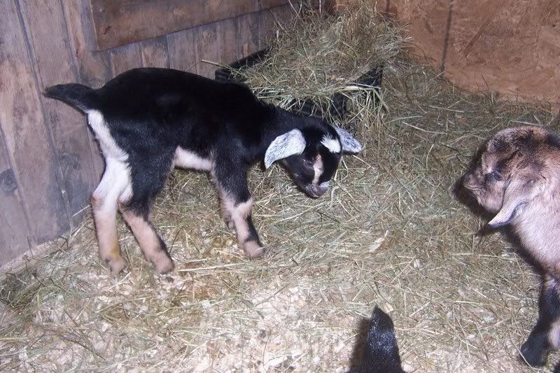 Pictures of Esmerelda's triplets! - Goats