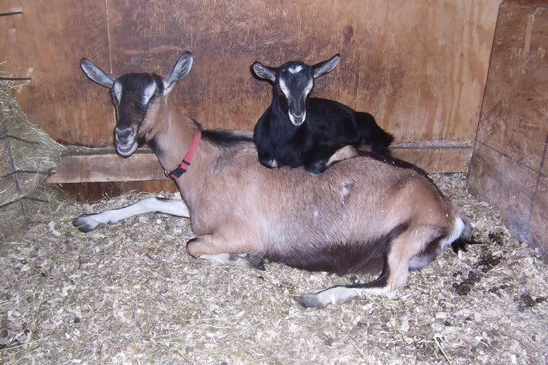 Try to beat this picture all!! - Goats