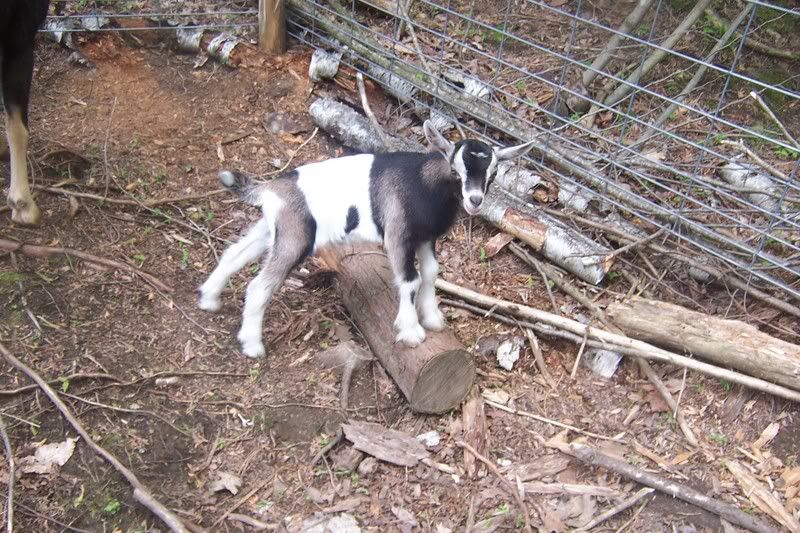 Buckling and doeling! - Goats