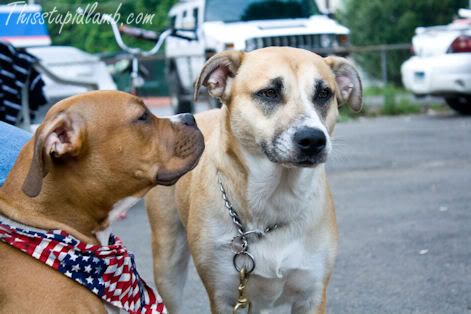 doggys