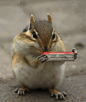 chipmunk Pictures, Images and Photos