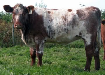 Beef Shorthorn Cattle