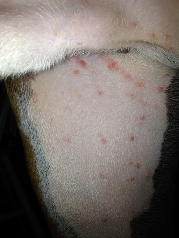 Dog+Poison+Ivy Can dogs get poison ivy? - Boxer Forum : Boxer Breed Dog Forums